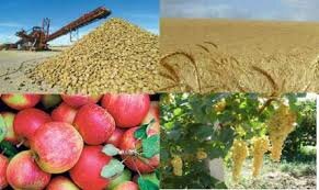 تصویر ۷۰ درصد محصولات کشاورزی خلیل‌آباد صادراتی است